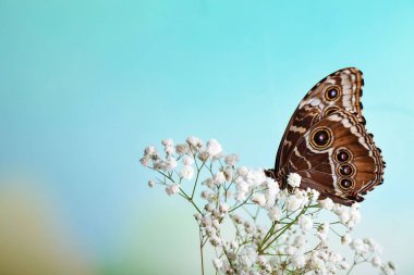 Güzel kelebek çiçek açık havada oturma