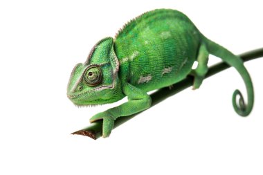 Şube beyaz arka plan üzerinde sevimli yeşil bukalemun