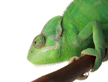 Cute green chameleon on branch against white background clipart