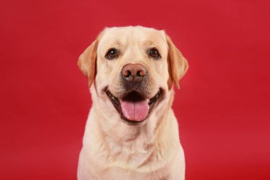 Renk arka plan üzerinde şirin Labrador geri almak