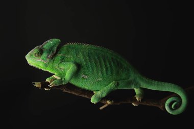 Şube koyu arka plan üzerinde sevimli yeşil bukalemun