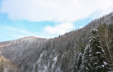 Güzel köknar ağacı orman kış gününde