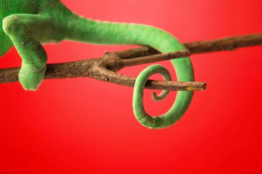 Yeşil bukalemun kuyruk renk arka plan üzerinde