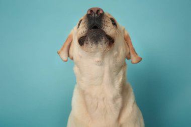 Renk arka plan üzerinde şirin Labrador geri almak