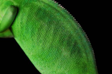 Cute green chameleon on dark background, closeup clipart