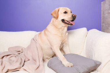 Evde kanepe üzerinde şirin Labrador geri almak