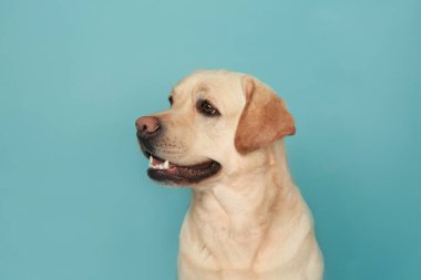 Renk arka plan üzerinde şirin Labrador geri almak