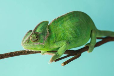 Şube renk arka plan üzerinde sevimli yeşil bukalemun