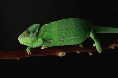 Şube koyu arka plan üzerinde sevimli yeşil bukalemun