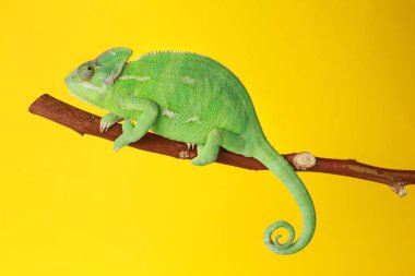 Şube renk arka plan üzerinde sevimli yeşil bukalemun