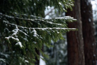 İğne yapraklı orman kış gününde, closeup mountain Resort