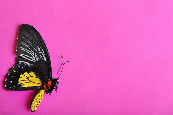 Красива Тропічна Метелик Кольоровому Фоні — стокове фото