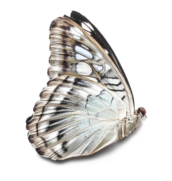 美丽的热带蝴蝶在白色背景 — 图库照片