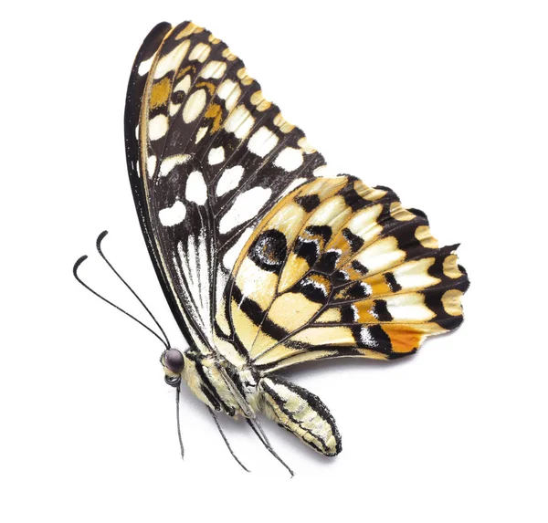 Beautiful Tropical Butterfly White Background — Stock Photo, Image