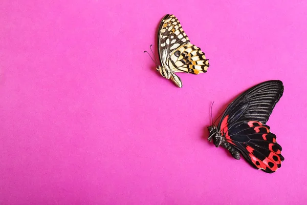 Renk Arka Plan Üzerinde Güzel Tropikal Kelebekler — Stok fotoğraf