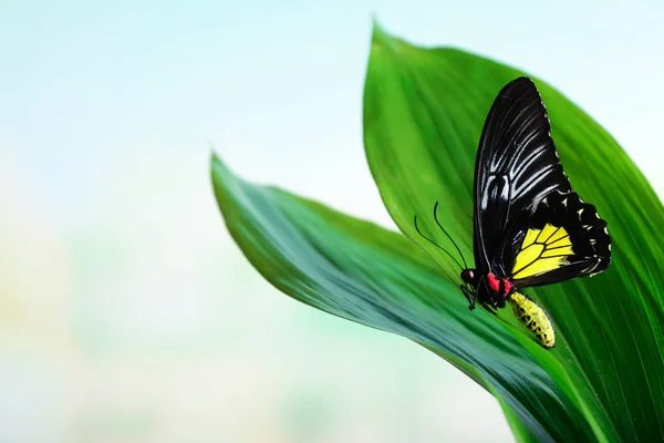 Прекрасний Метелик Сидить Зеленому Листі Відкритому Повітрі — стокове фото