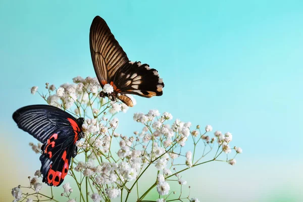 Красиві Метелики Сидять Квітах Відкритому Повітрі — стокове фото