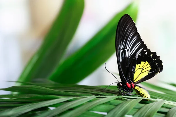 Прекрасний Метелик Сидить Тропічному Листі Відкритому Повітрі — стокове фото