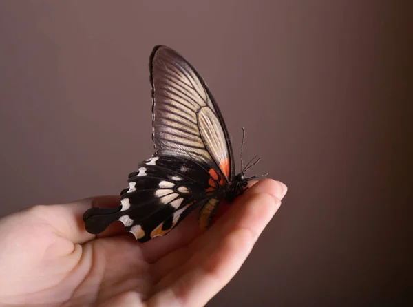 Beautiful Butterfly Sitting Female Hand — Stock Photo, Image