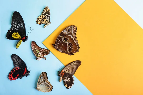 Красиві Тропічні Метелики Кольоровому Фоні — стокове фото