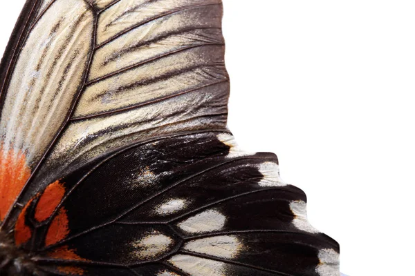 Крила Красивого Тропічного Метелика Білому Тлі Крупним Планом — стокове фото