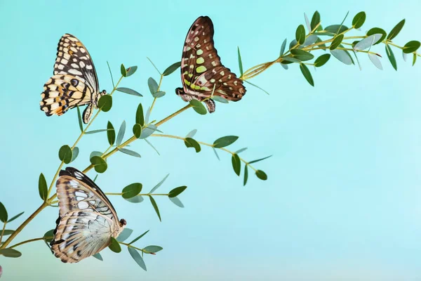 Красива Метелик Сидить Гілці Відкритому Повітрі — стокове фото