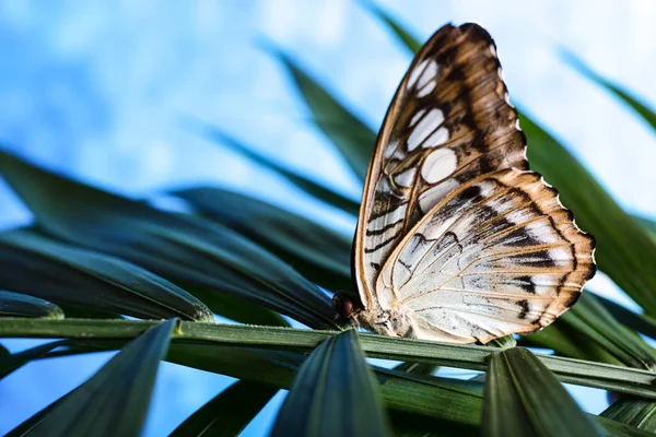 Прекрасний Метелик Сидить Тропічному Листі Відкритому Повітрі — стокове фото