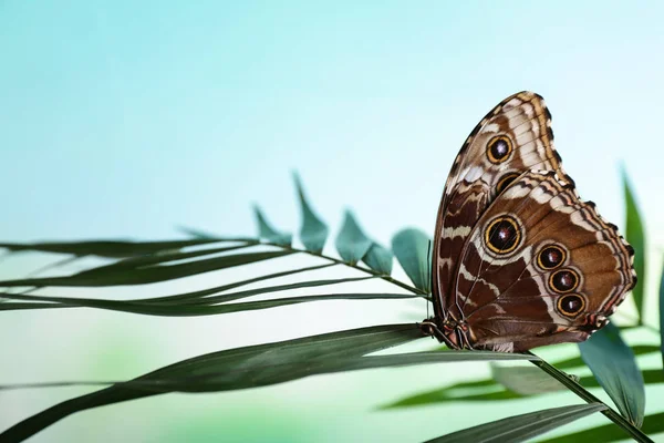 Beautiful Butterfly Sitting Tropical Leaf Outdoors — Stock Photo, Image