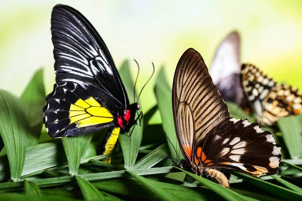 Красиві Метелики Сидять Тропічному Листі Відкритому Повітрі — стокове фото