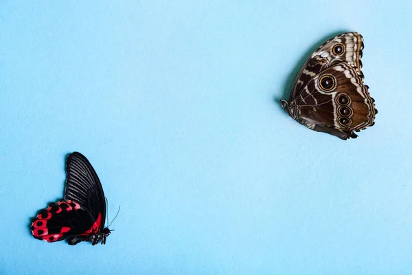 Renk Arka Plan Üzerinde Güzel Tropikal Kelebekler — Stok fotoğraf