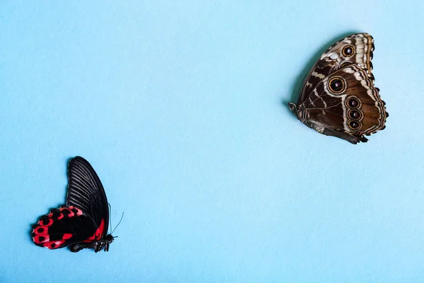 Beautiful Tropical Butterflies Color Background — Stock Photo, Image