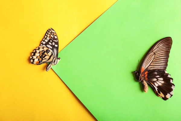 Beautiful Tropical Butterflies Color Background — Stock Photo, Image