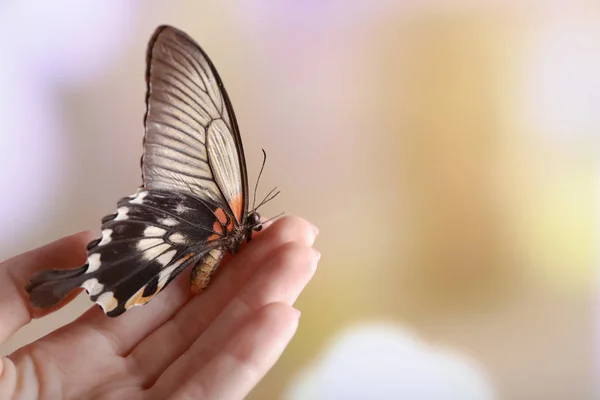 Прекрасний Метелик Сидить Жіночій Руці Розмитому Фоні — стокове фото