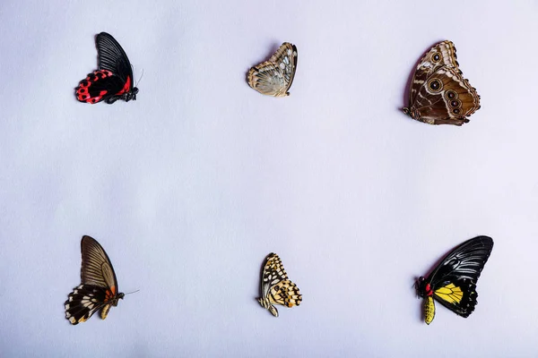 Красиві Тропічні Метелики Білому Тлі — стокове фото
