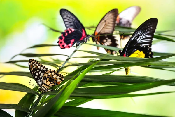 Красиві Метелики Сидять Тропічному Листі Відкритому Повітрі — стокове фото