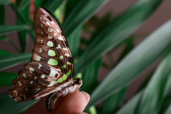 Beautiful Butterfly Sitting Female Hand — Stock Photo, Image