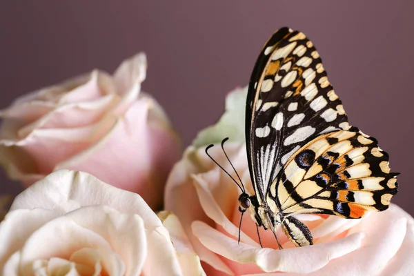 Тропічний Метелик Сидить Красивій Квітці — стокове фото
