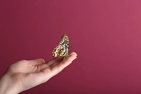 Güzel Kelebek Renk Arka Plan Üzerinde Oturan — Stok fotoğraf