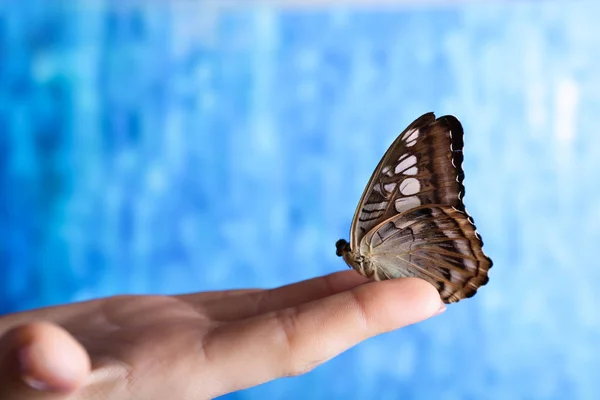 Beautiful Butterfly Sitting Female Hand Color Background — Stock Photo, Image