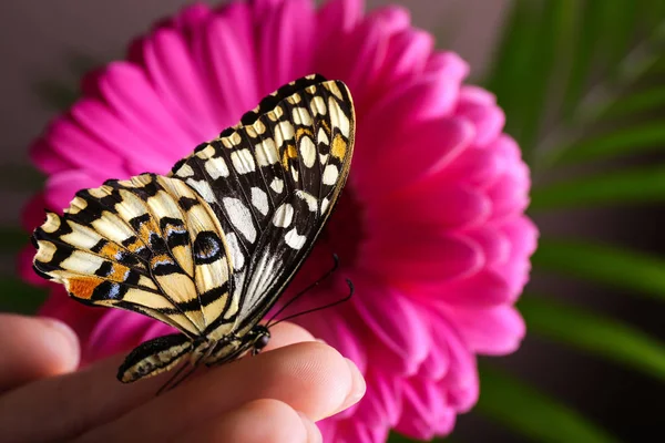 Красива Метелик Сидить Жіночій Руці — стокове фото