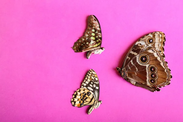 Красиві Тропічні Метелики Кольоровому Фоні — стокове фото