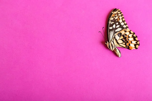 Красива Тропічна Метелик Кольоровому Фоні — стокове фото