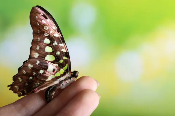Красива Метелик Сидить Жіночій Руці Відкритому Повітрі — стокове фото