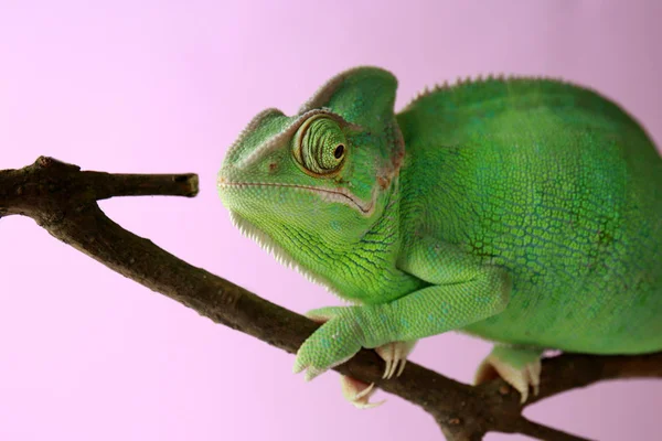 Cute Green Chameleon Branch Color Background — Stock Photo, Image