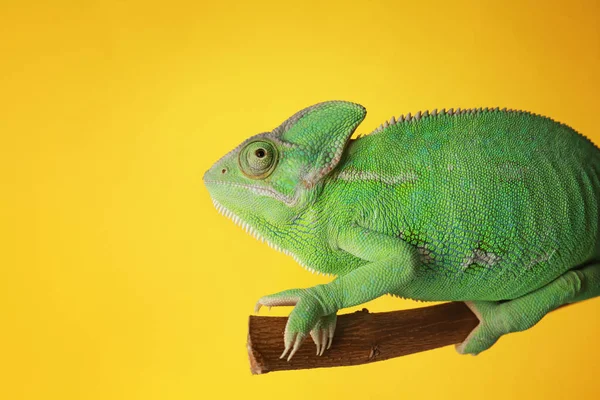 Caméléon Vert Mignon Sur Branche Sur Fond Couleur — Photo