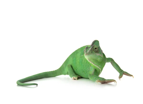 Niedliches Grünes Chamäleon Auf Weißem Hintergrund — Stockfoto