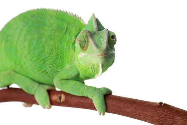 Söt Grön Kameleont Gren Mot Vit Bakgrund — Stockfoto