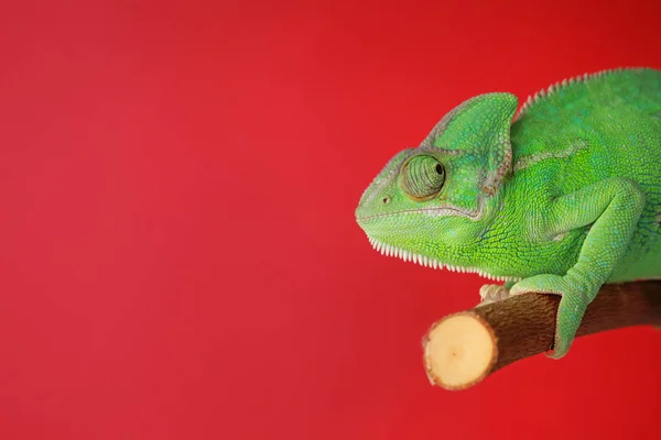 Caméléon Vert Mignon Sur Branche Sur Fond Couleur — Photo