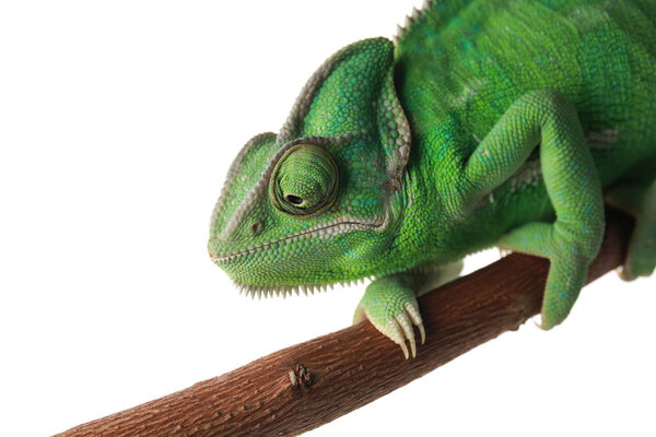 Cute green chameleon on branch against white background