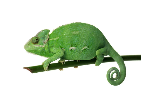 Roztomilý Zelený Chameleon Větvi Proti Bílým Pozadím — Stock fotografie